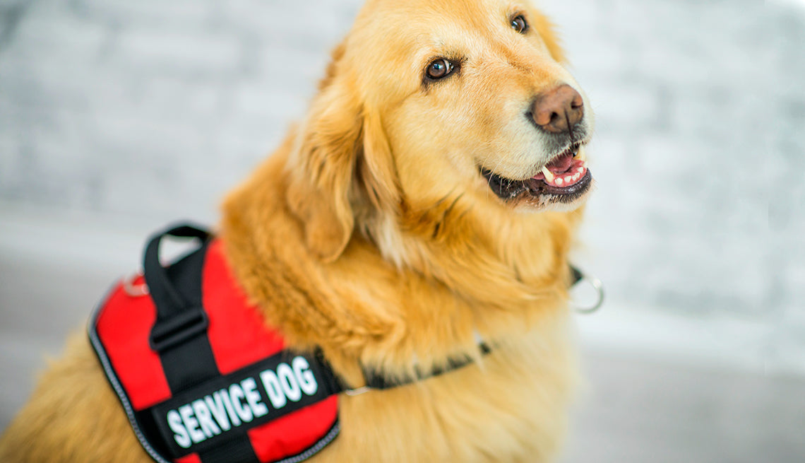 Service / Emotional support dog Training